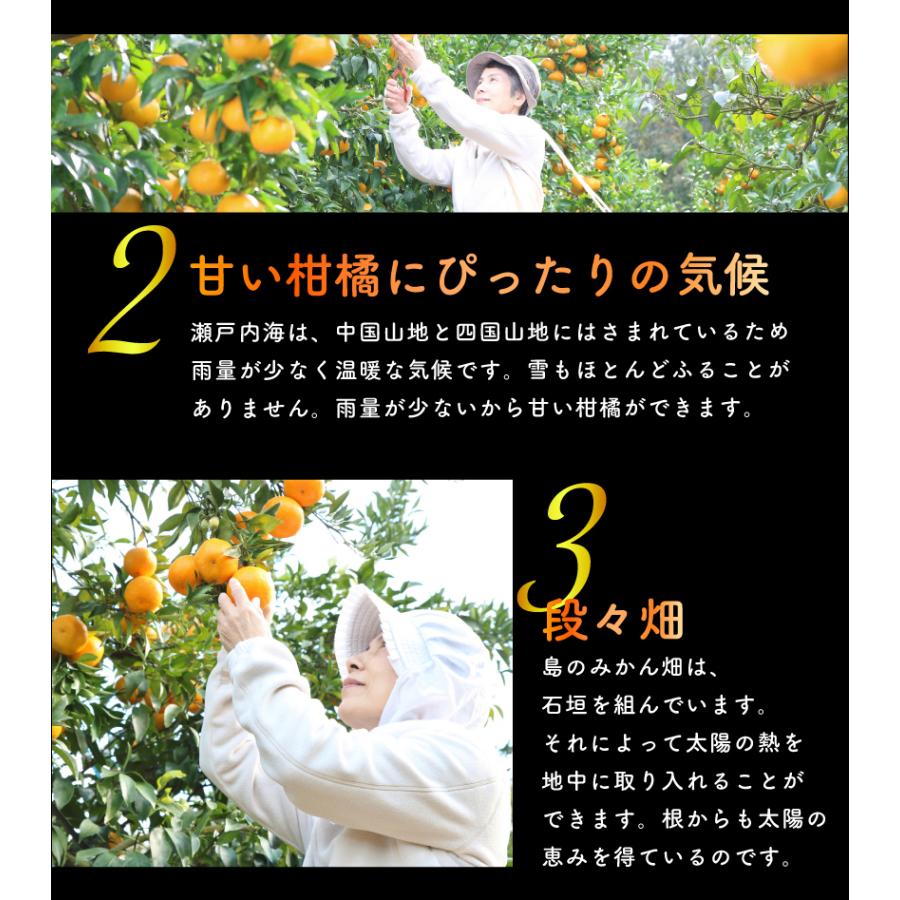 12月分予約 無農薬 みかん 訳あり 約 10kg 愛媛みかん ミカン 蜜柑