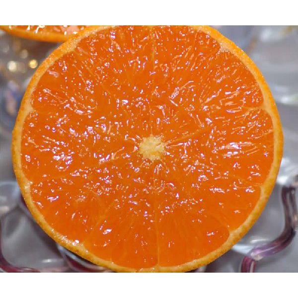 愛媛県産 甘平 約2.7kg8~15個 化粧箱入 贈答用 * ふるさと納税 では