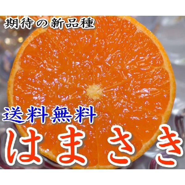 みかん 麗紅 10kg 10Kg 果汁がジュワッと！ミカンの大トロ【麗紅】：大分県産のみかん
