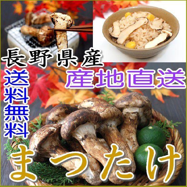 松茸 国産 つぼみ 300g 段ボール入 まつたけ マツタケ 長野産 ギフト