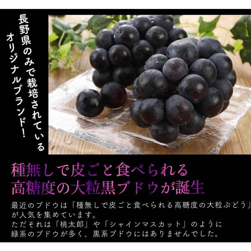 訳あり ナガノパープル ぶどう 1.8kg入 ブドウ 葡萄 長野 産地直送｜808｜03