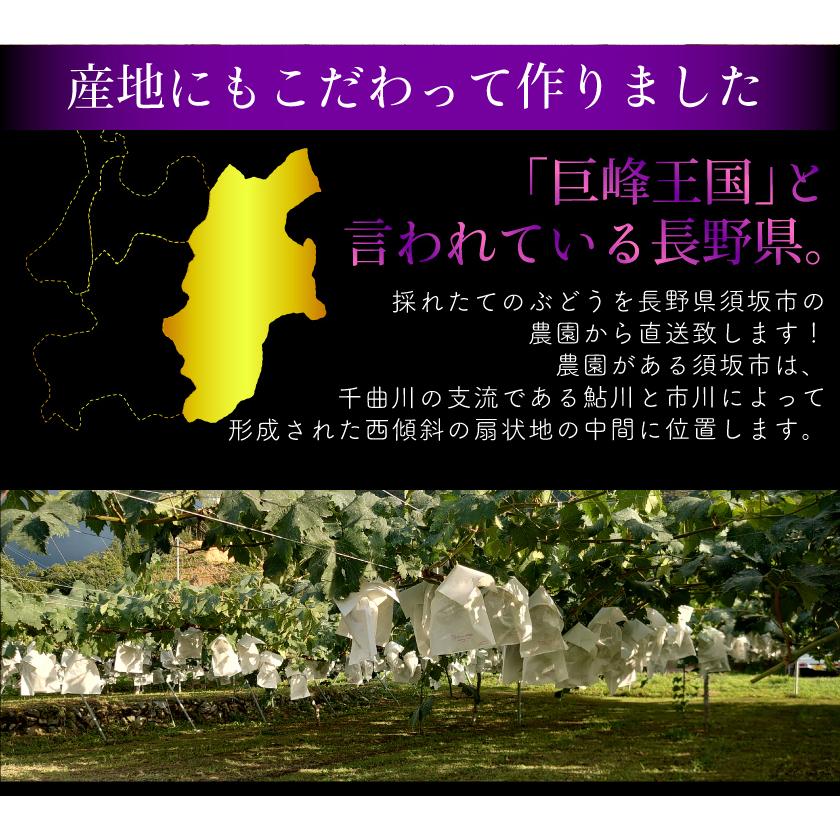 訳あり ナガノパープル ぶどう 1.8kg入 ブドウ 葡萄 長野 産地直送｜808｜06