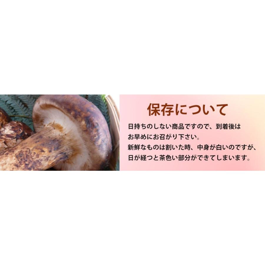 2026年9月以降分予約 訳あり 国産 松茸 300g前後 まつたけ マツタケ