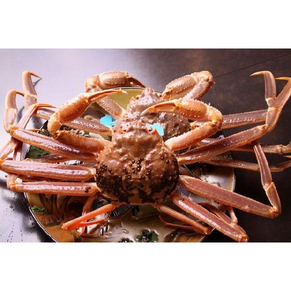 送料無料 兵庫 産地直送 松葉ガニ 超特大サイズ1.3kg以上1枚 贈答用  活蟹/ボイル蟹 松葉がに 松葉蟹 松葉ガニ  ギフト 活松葉ガニ |  | 01