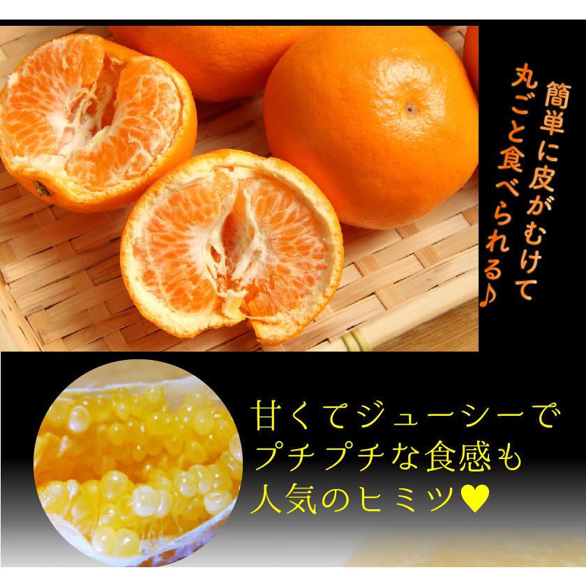 糖度15度前後 訳あり 低農薬 愛媛 はるみ みかん 約10kg B品 サイズ