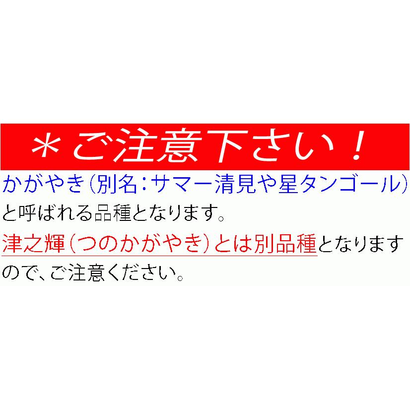 2026年3月分予約 糖度15度 愛媛産 減農薬 かがやき 贈答用 約10kg サイズ混合 清見 オレンジ サマー 星 タンゴール つのかがやき ( 津之輝 津の輝 )と別品種 み |  | 03