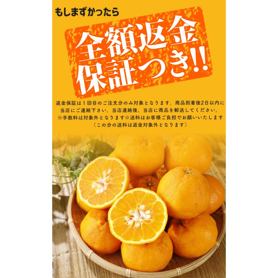 2027年3月分予約 最高糖度15度 訳あり 愛媛 減農薬 デコポン 小玉 約