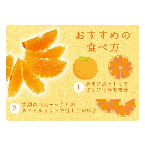 12月分予約 訳あり 減農薬 紅まどんな と同品種 みかん あいか 約3~10kg C品 サイズ混合 愛媛 産地直送 大三島 お歳暮 ギフト * ふるさと納税 ではありません |  | 08