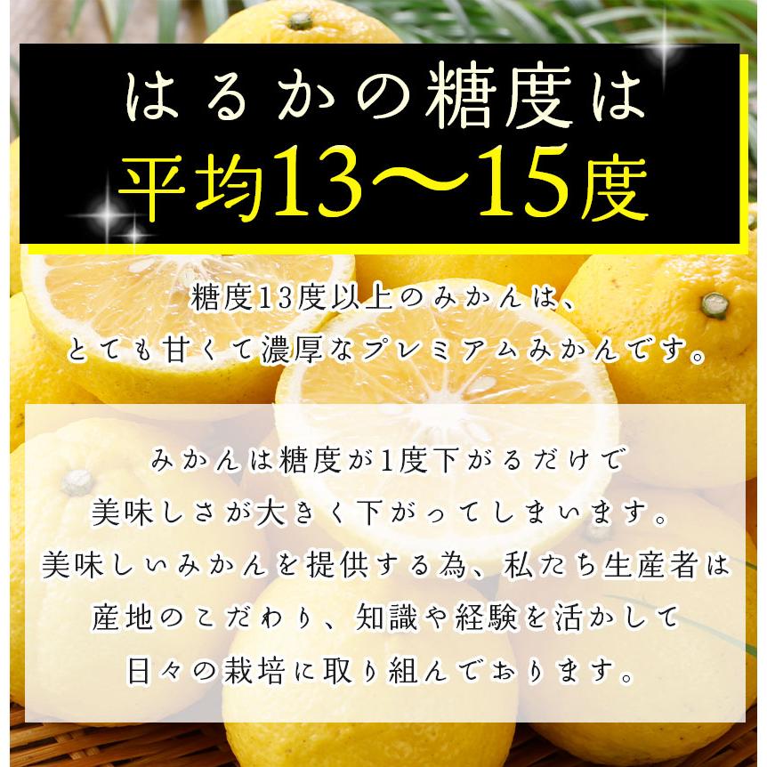 2026年3月分予約 最高糖度15度 愛媛産 減農薬 はるか 約3kg 贈答用 みかん 産地直送 ore 大三島 日向夏 ニューサマーオレンジ * ふるさと納税 ではありません |  | 03