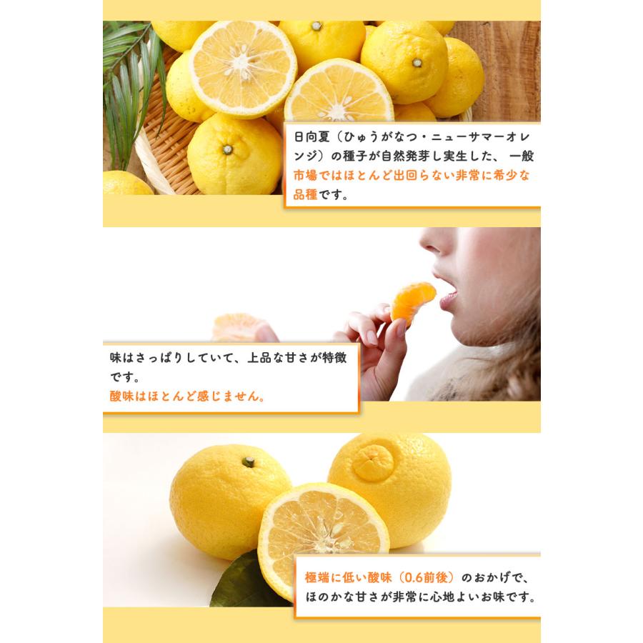 2026年3月分予約 最高糖度15度 愛媛産 減農薬 はるか 約3kg 贈答用 みかん 産地直送 ore 大三島 日向夏 ニューサマーオレンジ * ふるさと納税 ではありません |  | 05