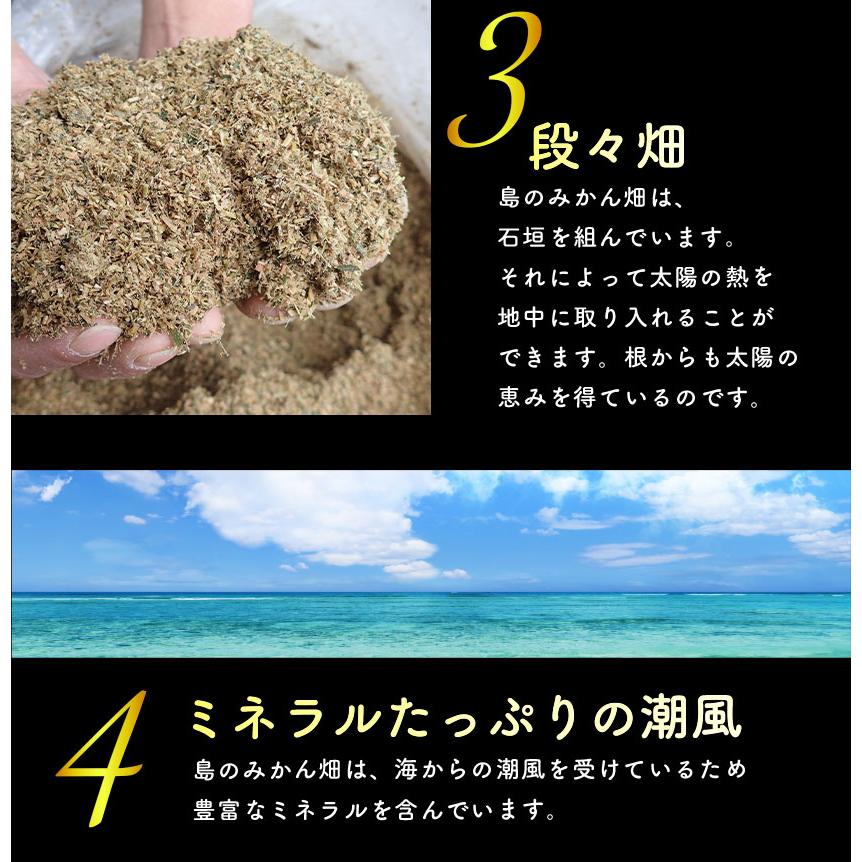 2026年3月分予約 最高糖度15度 愛媛産 減農薬 はるか 約3kg 贈答用 みかん 産地直送 ore 大三島 日向夏 ニューサマーオレンジ * ふるさと納税 ではありません |  | 07