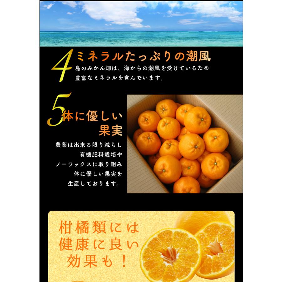秀品はるみＭＬ混合10キロ はるみ 秀品 Mサイズ 約10kg ｜ 果物/オレンジ・その他みかん 産直