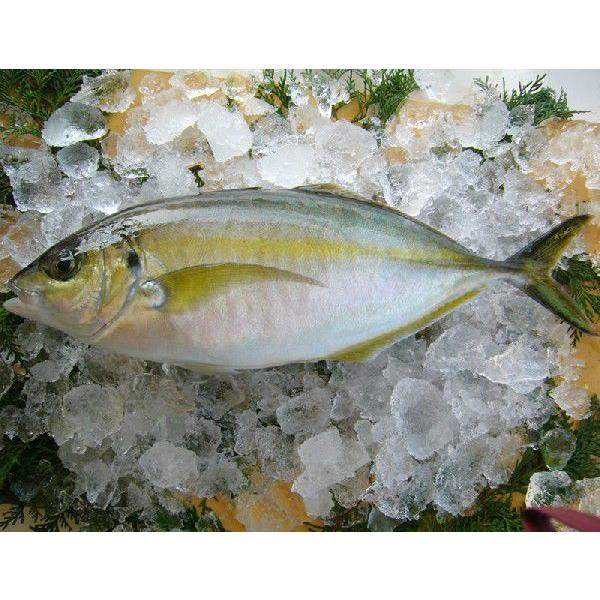 鹿児島産 シマアジ 1尾 1 1 2kg しまあじ 産地直送 魚 鮮魚 到着時間指定 ヤマト運輸 16 18時
