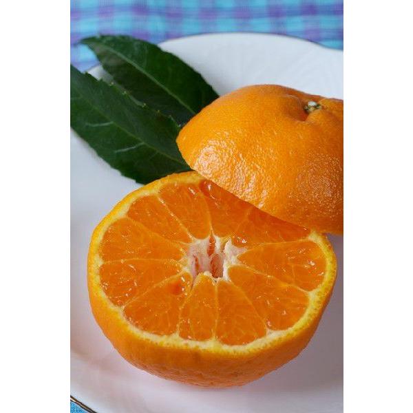 2027年2月分予約 減農薬 愛媛産 ポンカン 約3kg 訳あり サイズ混合 shima ※ ふるさと納税 ではありません |  | 01