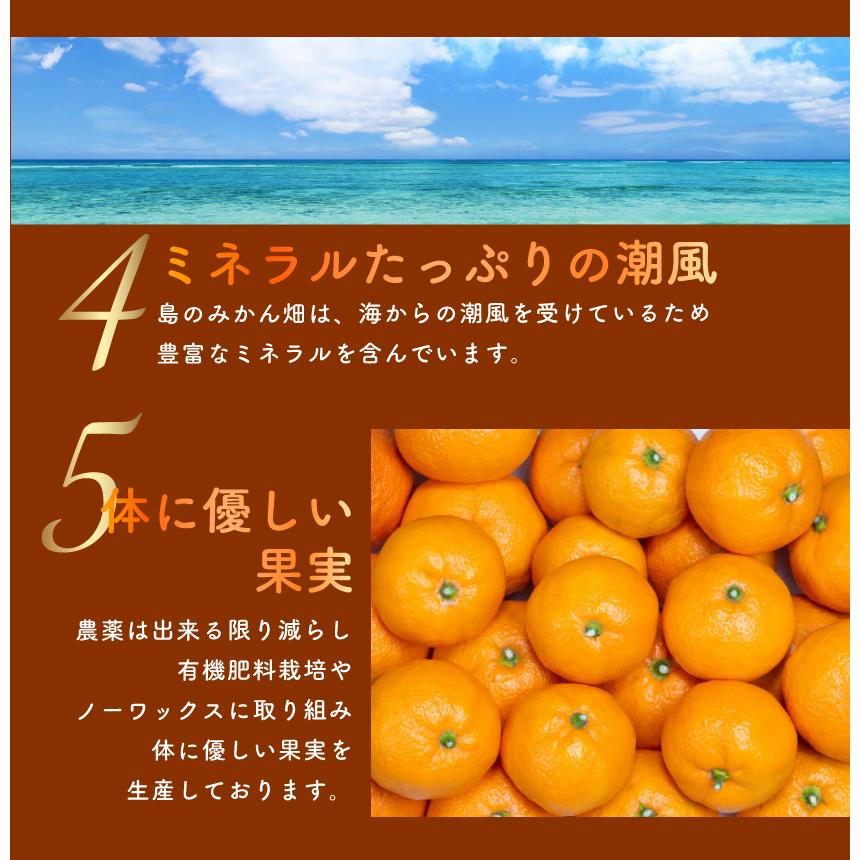 2027年2月分予約 糖度15度 訳あり 減農薬 甘平 みかん 約5kg 愛媛