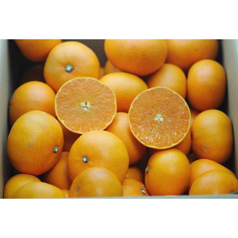 愛媛県大三島産　せとか　✨️秀品✨️　5kg×2箱 みかん せとか 風のいたずら 訳あり 大きさおまかせ 5kg 愛媛県 中島産