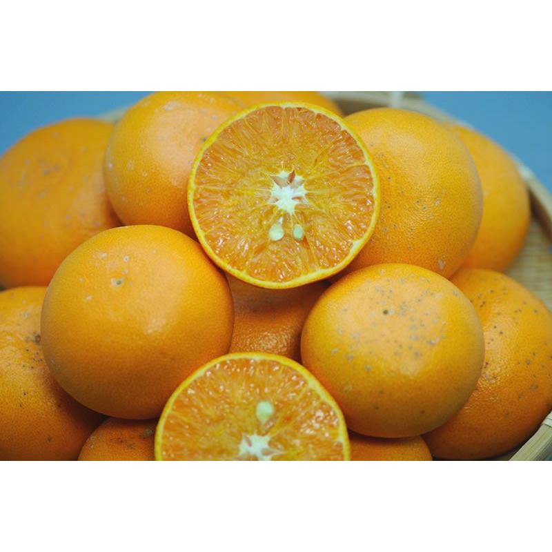 2027年3月分予約 訳あり 減農薬 愛媛 せとか みかん 約5kg C品 サイズ