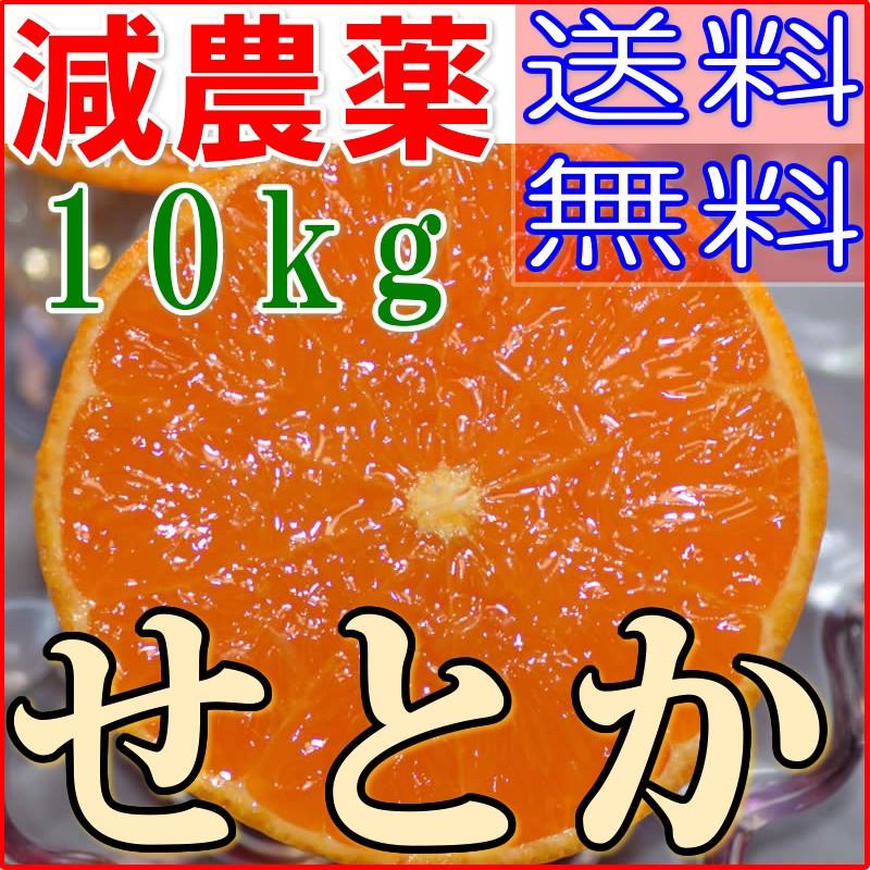 ✨高級柑橘 ☆せとか☆ 10キロ(箱込み) 瀬戸内から産地直送 【公式通販】