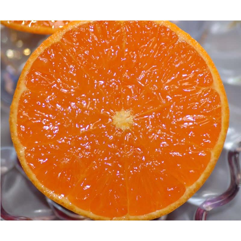2027年2月分予約 糖度15度 減農薬 甘平 みかん 贈答用 約5kg 愛媛