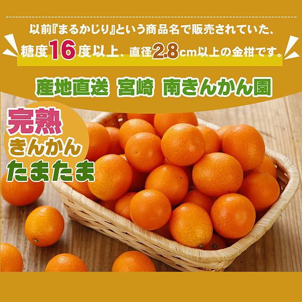 2027年1月分予約 最高糖度18度 減農薬 宮崎産 完熟 きんかん 金柑 3kg