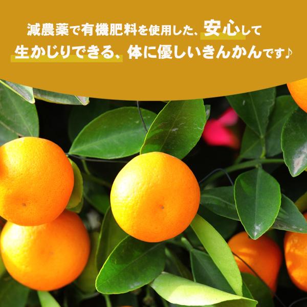 2027年1月分予約 最高糖度18度 減農薬 宮崎産 完熟 きんかん 金柑 3kg