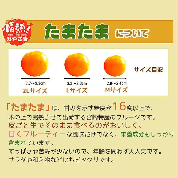 2027年1月分予約 最高糖度18度 減農薬 宮崎産 完熟 きんかん 金柑 3kg