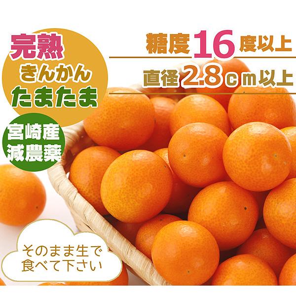 2027年1月分予約 最高糖度18度 減農薬 宮崎産 完熟 きんかん 金柑 3kg