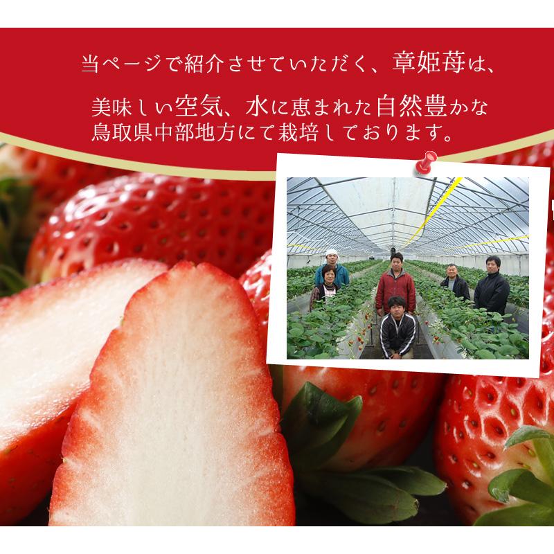 2026年分予約 減農薬 鳥取県産 章姫 苺 いちご 贈答用 大粒30 2026年分予約 減農薬 鳥取県産 章姫 苺 いちご 贈答用 大粒30