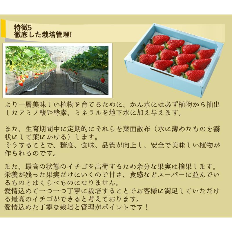 減農薬 鳥取県産 章姫 苺 いちご 贈答用 大粒30〜36玉 900g 化粧箱入 産地直送｜808｜10