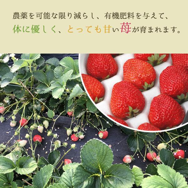 いちご イチゴ あまおう フルーツ ギフト 苺 低農薬 福岡 あまおう 苺 いちご 贈答用 2パック 540g 大粒 産地直送 ギフト ama｜808｜03