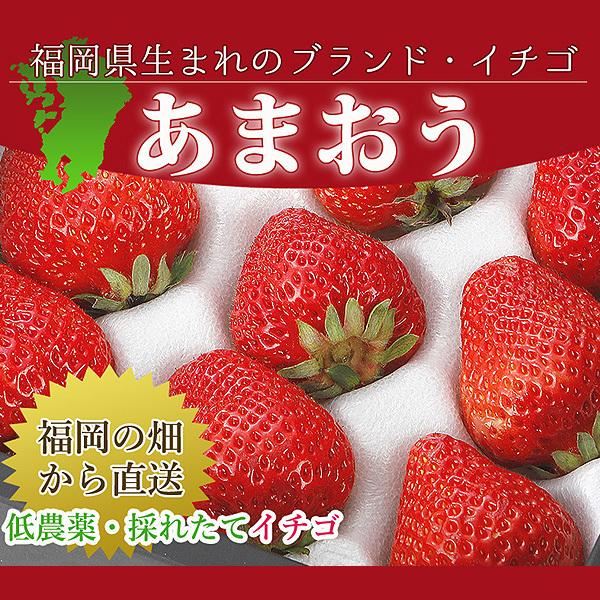 いちご イチゴ あまおう フルーツ ギフト 苺 低農薬 福岡 あまおう 苺 いちご 贈答用 2パック 540g 大粒 産地直送 ギフト ama｜808｜05