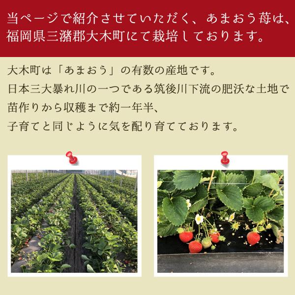 低農薬 福岡 あまおう 苺 いちご 贈答用 800g 大粒24〜32玉 化粧箱入 産地直送 ama * ふるさと納税 ではありません_1