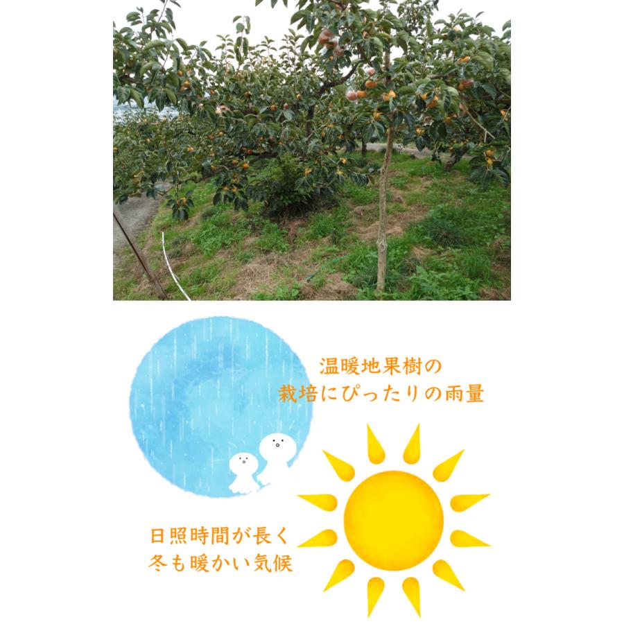 2025年11月分予約 全額返金保証 低農薬 和歌山 九度山産 富有柿 約3.8kg 青秀 12~15玉 産地直送 * ふるさと納税 ではありません_6