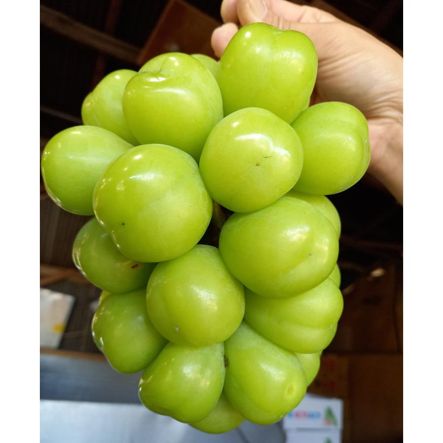 訳あり 岡山産 シャインマスカット 1.8kg 3~5房 優品 ご家庭用 ぶどう