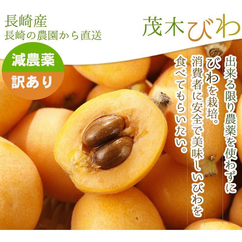 2026年5月分予約 減農薬 長崎産 茂木 びわ 約1kg 訳あり Mサイズ 30玉