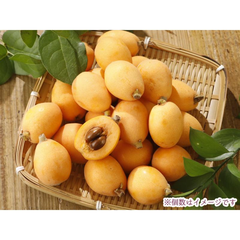 2026年5月分予約 減農薬 長崎産 茂木 びわ 約1kg 訳あり Lサイズ