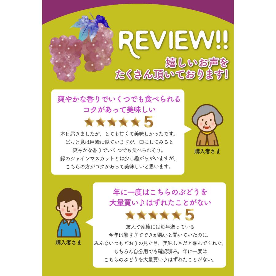 超大特価 高糖度20度前後 低農薬 マスカットノワール ぶどう 1.8kg 化粧箱入 ブラックシャインマスカット ブドウ 葡萄 長野 産地直送