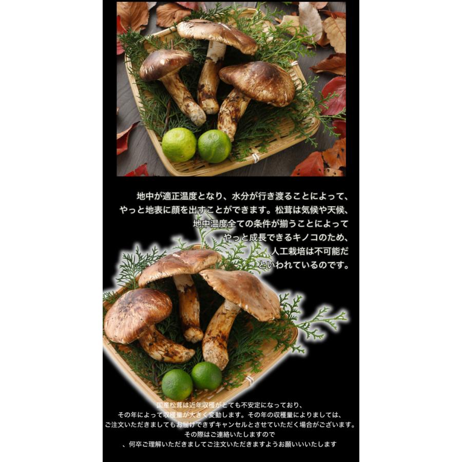 本日収穫、松茸 本日収穫、松茸