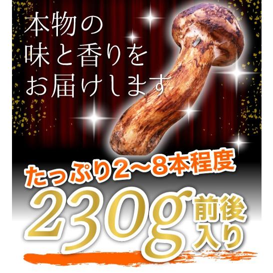 10月分予約 松茸 国産 中つぼみ(半開き) 約230g 2~8本程度 小さめ 