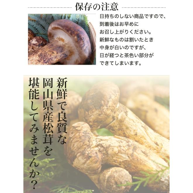 2026年10月分予約 国産 松茸 中つぼみ(半開き) 450g前後 4~8本程度