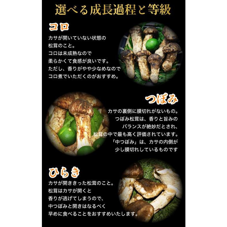 2026年10月分予約 国産 松茸 中つぼみ(半開き) 450g前後 4~8本程度