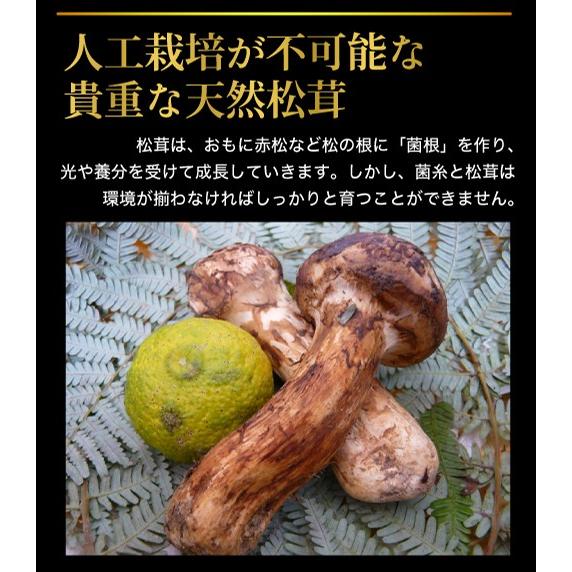 2026年10月分予約 国産 松茸 中つぼみ(半開き) 450g前後 4~8本程度
