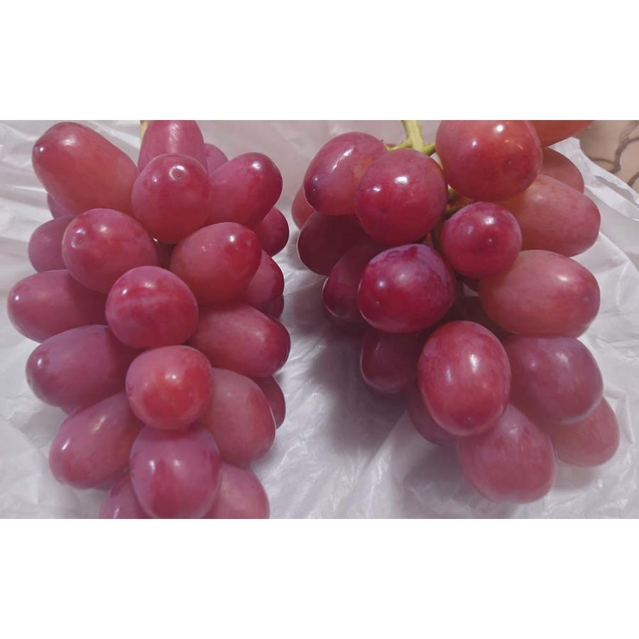低農薬 クイーンルージュ ぶどう 1.8kg 3〜5房 入 ブドウ 葡萄 長野産