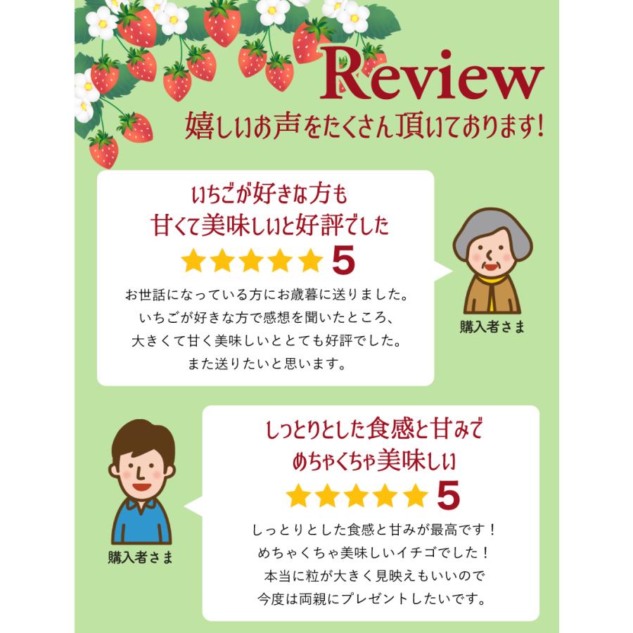 12月分予約 いちご イチゴ スカイベリー フルーツ ギフト 苺 栃木県 スカイベリー 12粒 400g 化粧箱入  産地直送｜808｜11