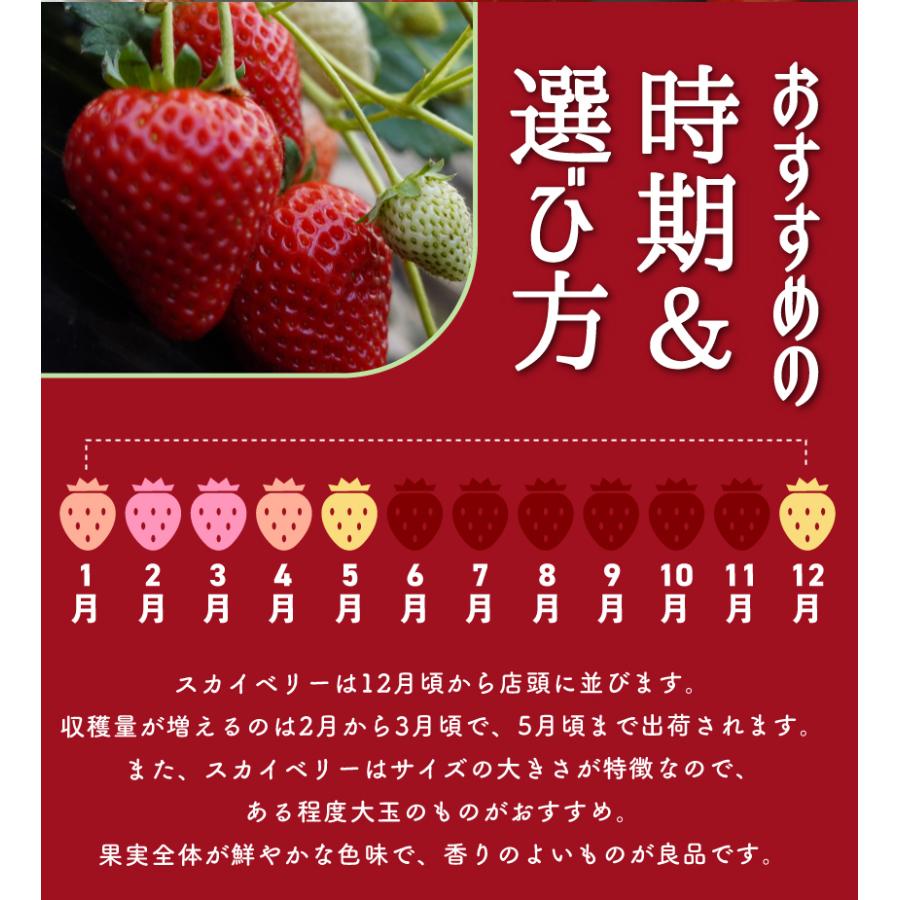 12月分予約 いちご イチゴ スカイベリー フルーツ ギフト 苺 栃木県 スカイベリー 12粒 400g 化粧箱入  産地直送｜808｜06