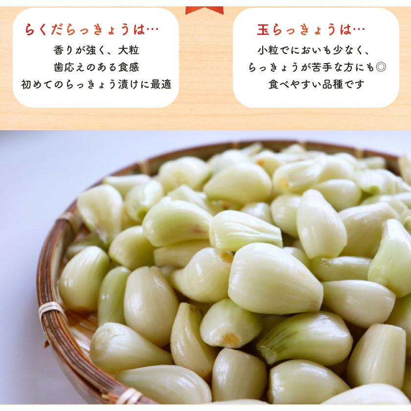 【希少】鳥取県産　玉らっきょう　5kg 無農薬】鳥取県産 玉らっきょう 5kg