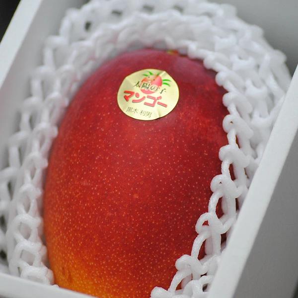 糖度16度 減農薬 マンゴー 太陽の子 中玉3玉 約900g〜1kg 化粧箱入