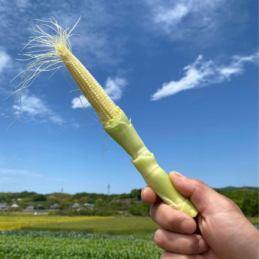 2027年5月分予約 減農薬 皮付 ヤングコーン 50本入 香川産 ベビー