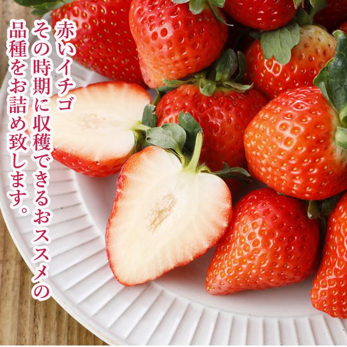 2027年分予約 減農薬 愛媛産 いちご 800g 24〜36粒 化粧箱入 苺 イチゴ