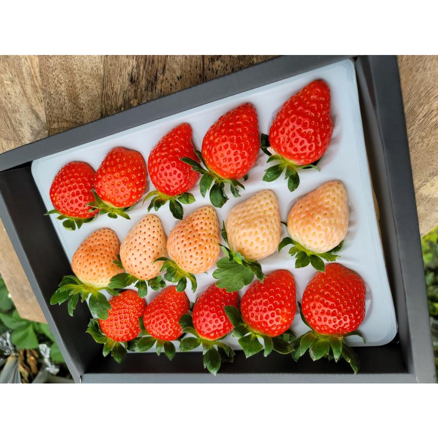 減農薬 愛媛産 いちご 紅白 詰め合わせ 400g 12〜18粒 化粧箱入 苺